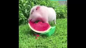 小猪吃瓜蛋糕,甜蜜滋味，欢乐时光