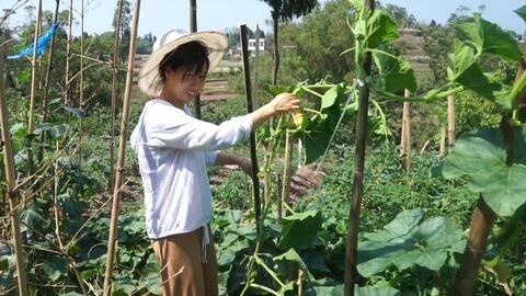 二妹园艺吃瓜,吃瓜乐趣，园艺生活新风尚