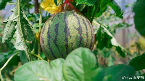 湖州毗山吃瓜,清凉一夏，尽享田园风情
