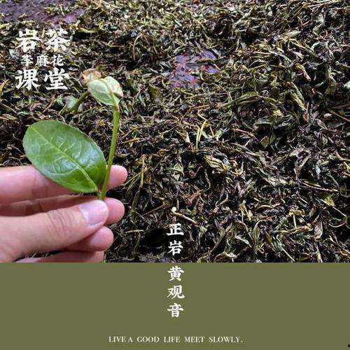 吃瓜岩茶,品味独特岩韵，感受茶香四溢