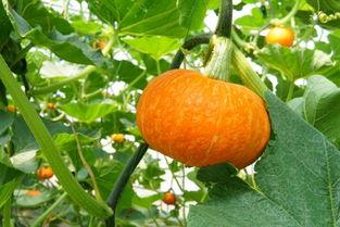 山楂树下吃瓜,夏日休闲新风尚