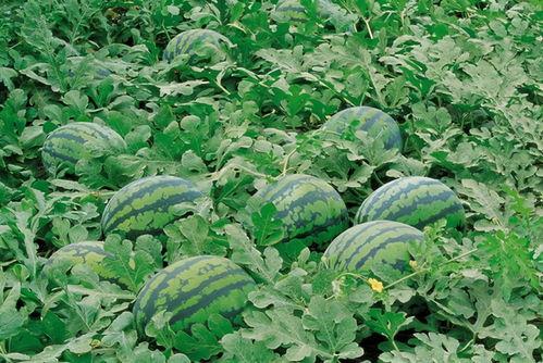 吃瓜大料温情文案,温情大料，共享人间烟火气