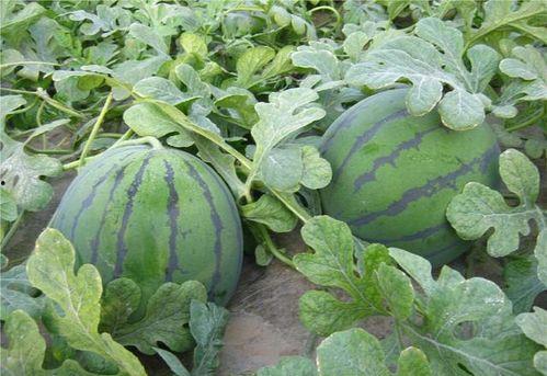 杀娇吃瓜,揭秘娱乐圈背后的腥风血雨