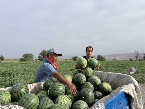 葛仙山吃瓜比赛,一场别开生面的吃瓜盛宴