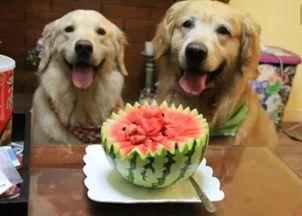 水瓜狗可以吃吗,探究其可食用性及营养价值