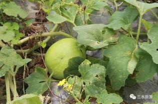 西喜吃瓜,揭秘娱乐圈那些不为人知的幕后故事