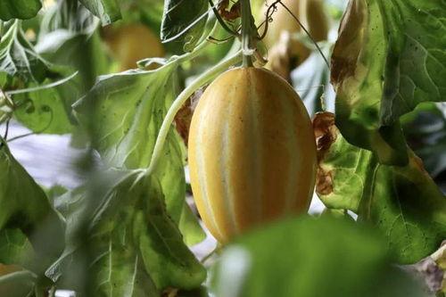 西喜吃瓜,揭秘娱乐圈那些不为人知的幕后故事