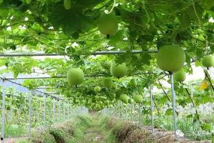 梦见摘树上大瓜吃,揭秘摘树上大瓜的奇幻之旅