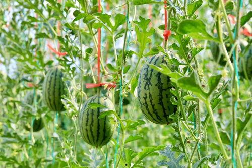 台湾看吃瓜,台湾视角下的“吃瓜”现象解析