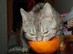 黄逗逗吃瓜,揭秘娱乐圈幕后故事