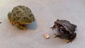 蜜蜂吃瓜吗,揭秘蜜蜂是否吃瓜的秘密