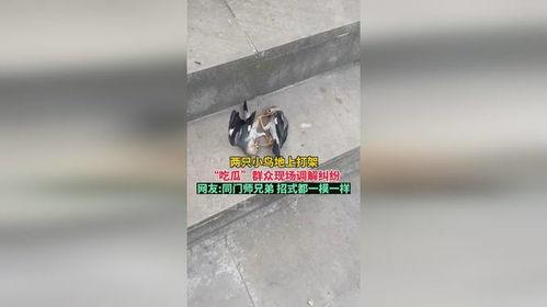 吃瓜群众打架调解,和谐社区共建记