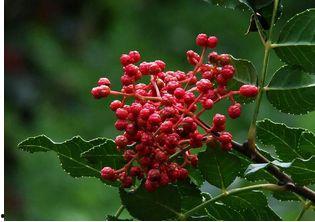 吃瓜花椒好吗,探寻美食与生活的独特魅力