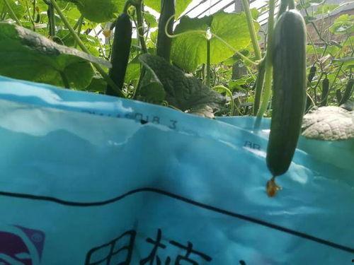 吃瓜照片不露头,揭秘不露头照片背后的故事