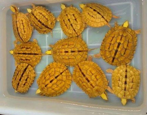 盲盒吃瓜企鹅,揭秘吃瓜企鹅的神秘魅力