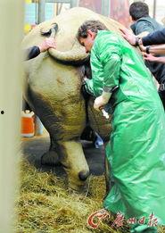 另类兽医吃瓜日常,揭秘动物界的趣味故事