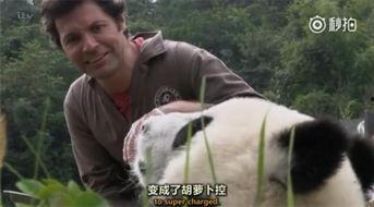 另类兽医吃瓜日常,揭秘动物界的趣味故事