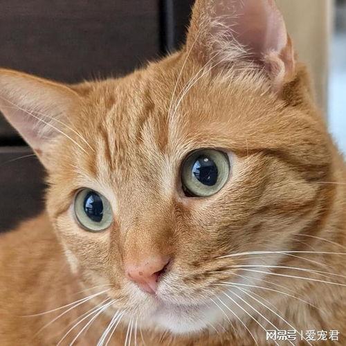 猫咪吃瓜情侣头像,情侣头像中的甜蜜瞬间