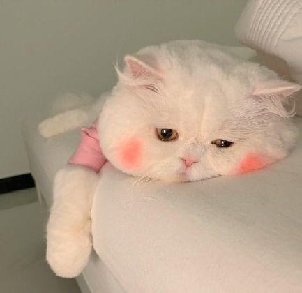 猫咪吃瓜情侣头像,情侣头像中的甜蜜瞬间