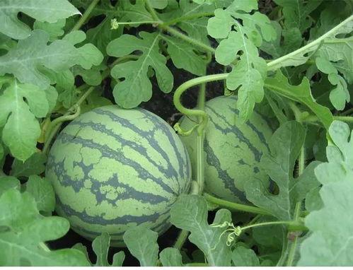 花组吃瓜日常,娱乐圈幕后风云大揭秘