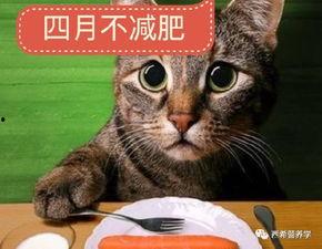 猫猫吃瓜泄露心声后