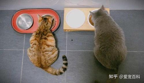 猫猫吃瓜泄露心声后