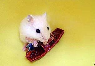 一只仓鼠可以吃四个瓜