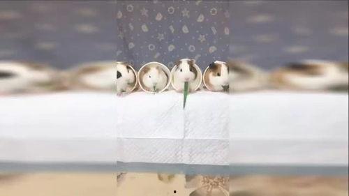 一只仓鼠可以吃四个瓜