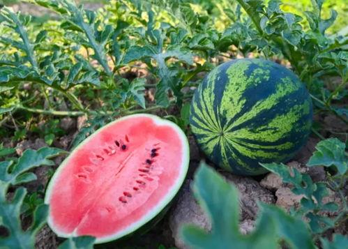 之前吃瓜现在吃瓜,我的瓜界成长记