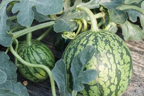 什么时候吃瓜好吃