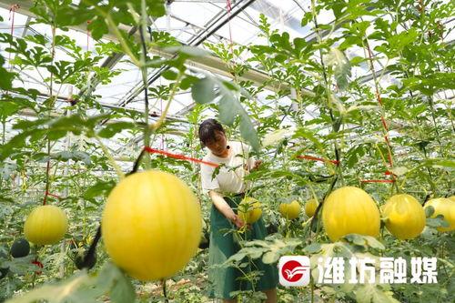 潍坊吃瓜去,探寻夏日消暑美食，吃瓜去！