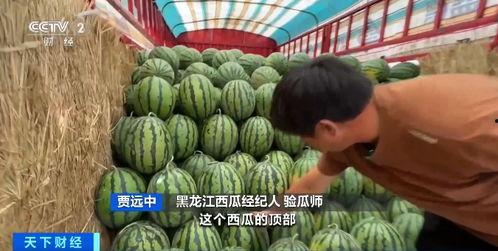 小丽生日自由吃瓜,自由吃瓜，欢乐无限