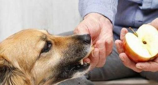 吃瓜狗狗特效视频