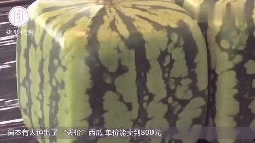 日本小伙吃蜜瓜