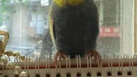 白文鸟可以吃瓜吗,瓜果新宠