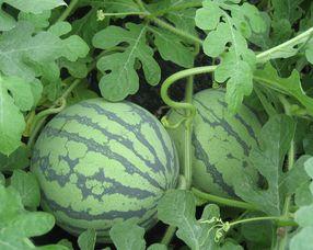 孕妇可以吃浮水瓜吗,营养与安全的双重保障