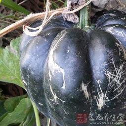 方瓜圆的怎么吃,方瓜圆的多彩食法探索