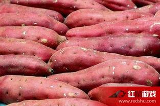 产妇可以吃土瓜吗,土瓜的适宜与禁忌